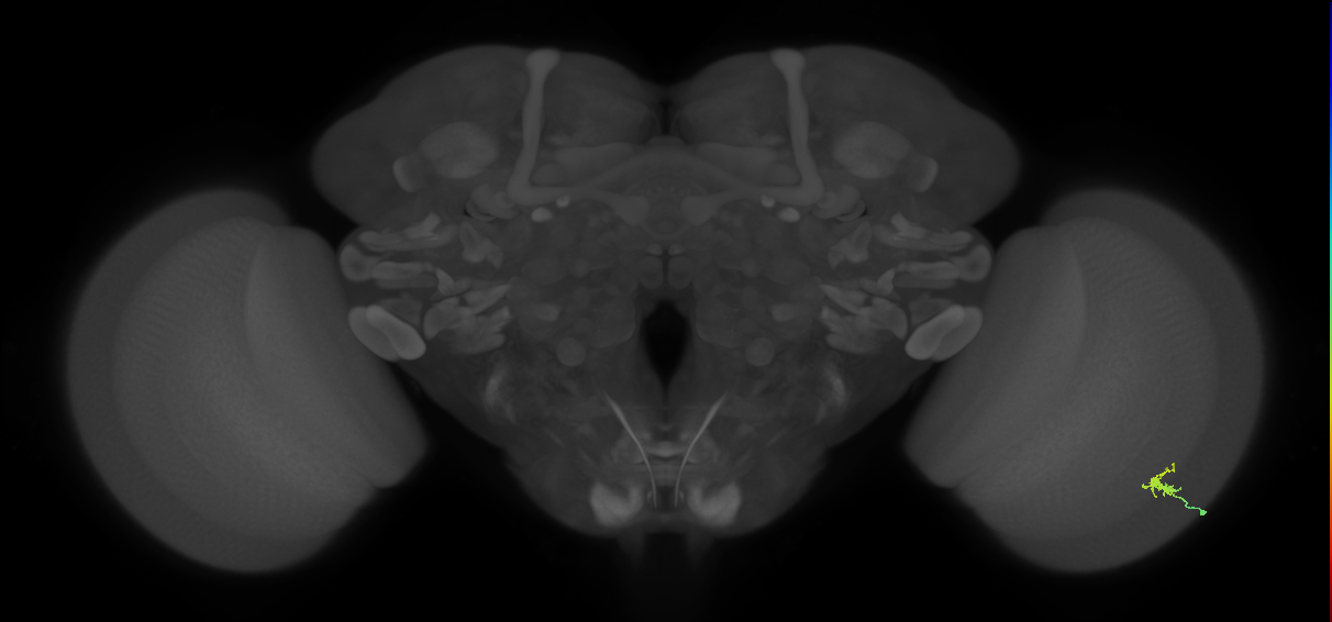 Dm2_R (MaleCNS:135853)