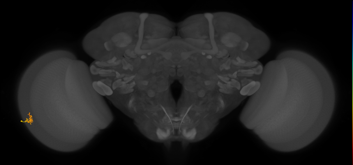 Dm2_L (MaleCNS:548143)