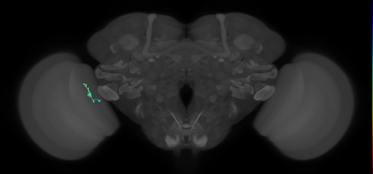 Dm2_L (MaleCNS:159948)
