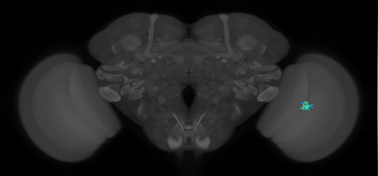 Dm2_R (MaleCNS:135939)
