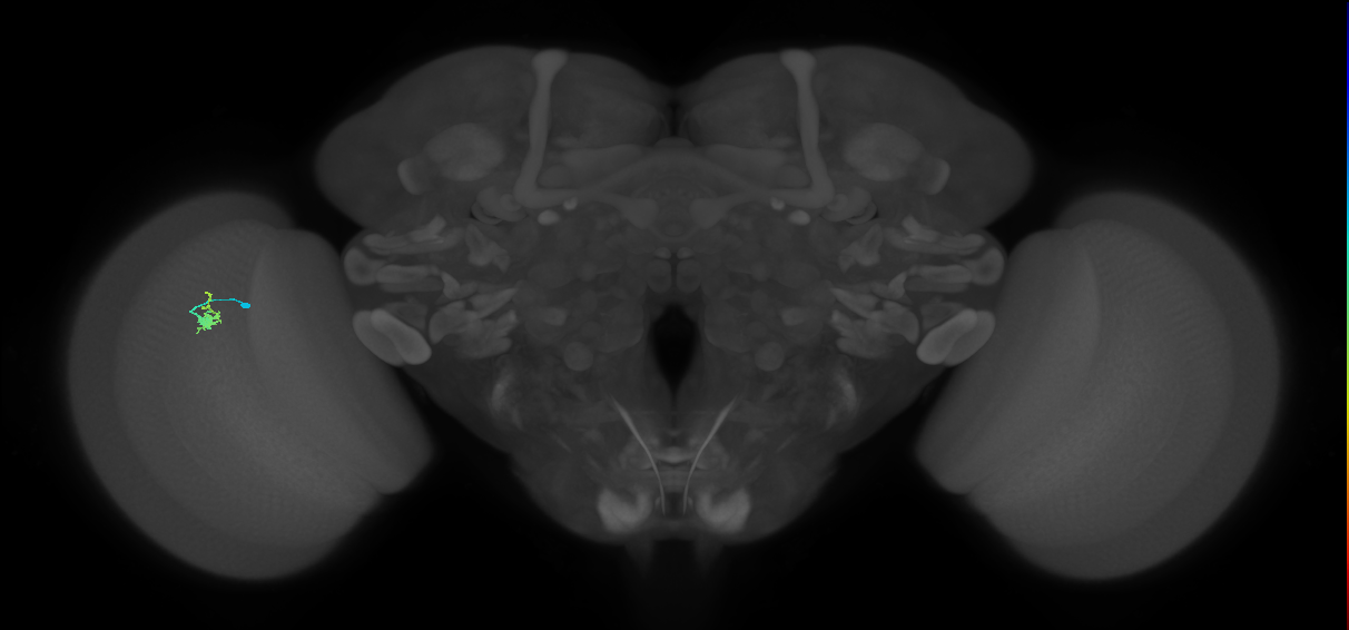 Dm2_L (MaleCNS:520312)