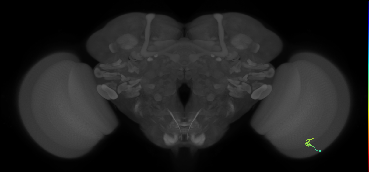 Dm2_R (MaleCNS:128760)
