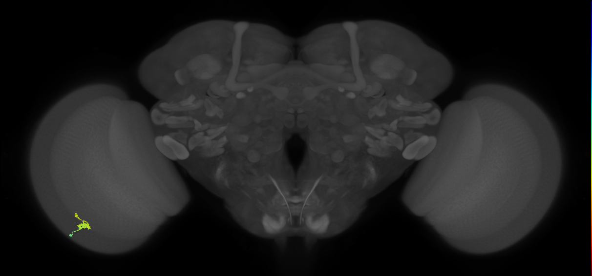 Dm2_L (MaleCNS:145447)
