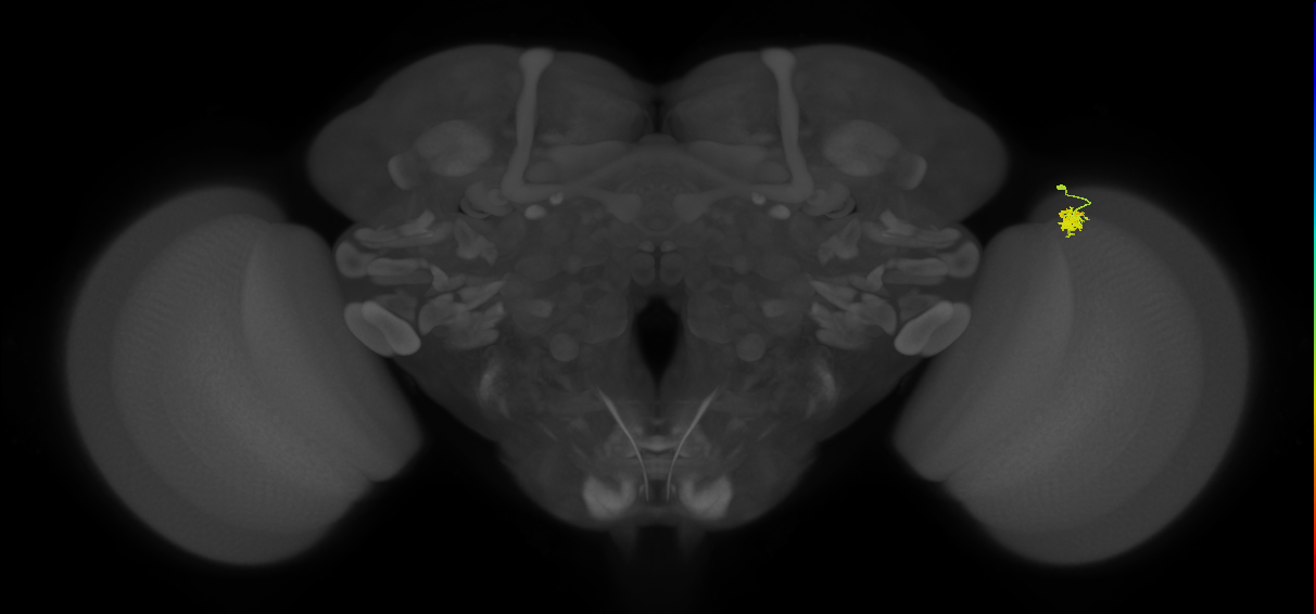 Dm2_R (MaleCNS:128692)