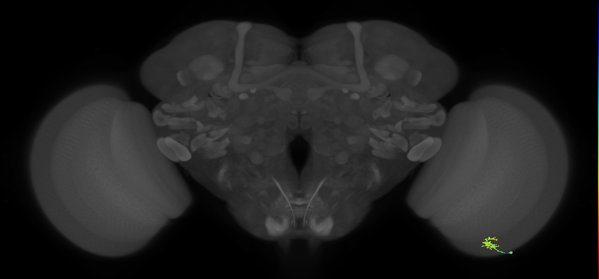 Dm2_R (MaleCNS:146674)