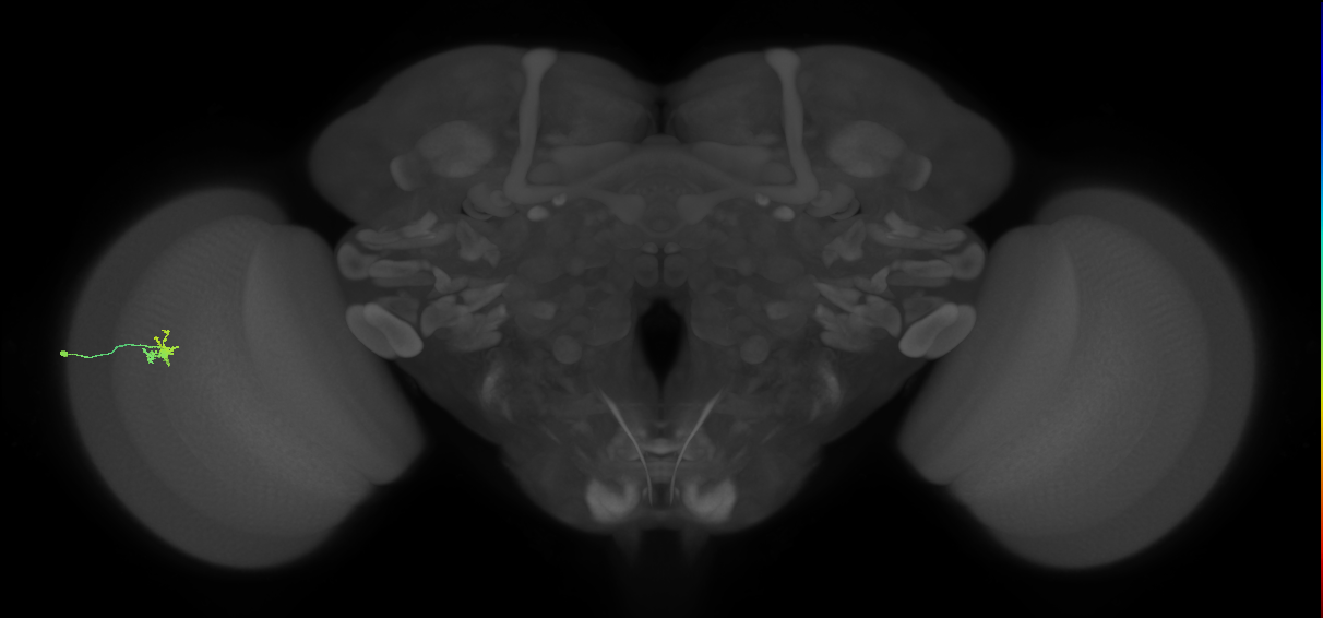 Dm2_L (MaleCNS:121159)