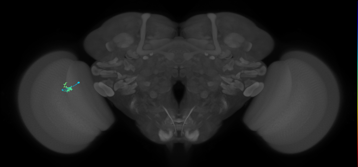 Dm2_L (MaleCNS:135093)