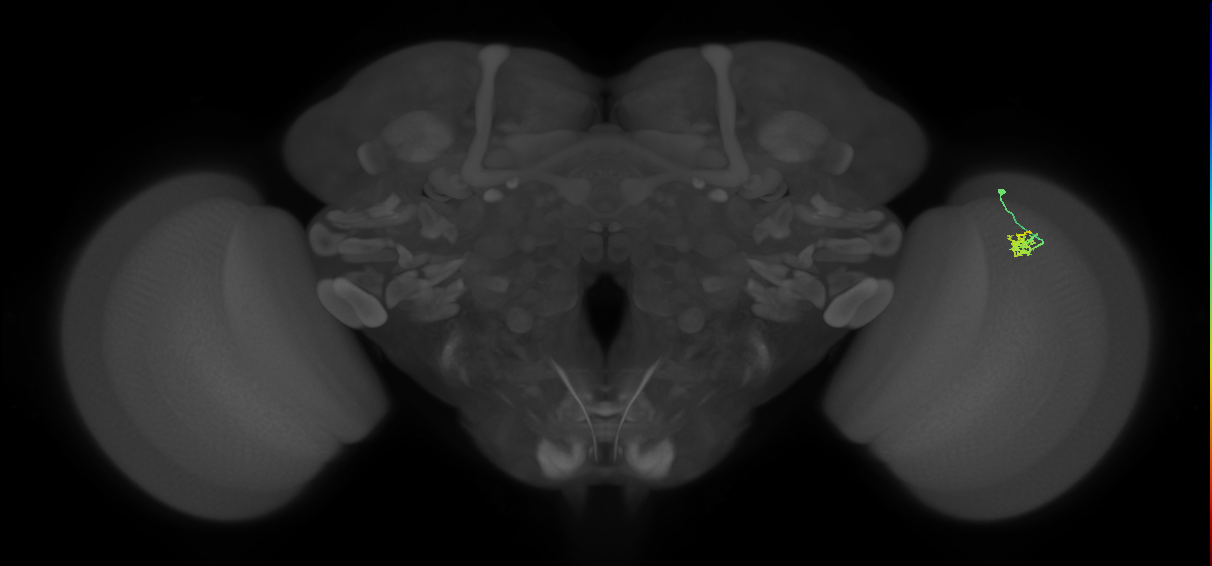 Dm2_R (MaleCNS:130052)