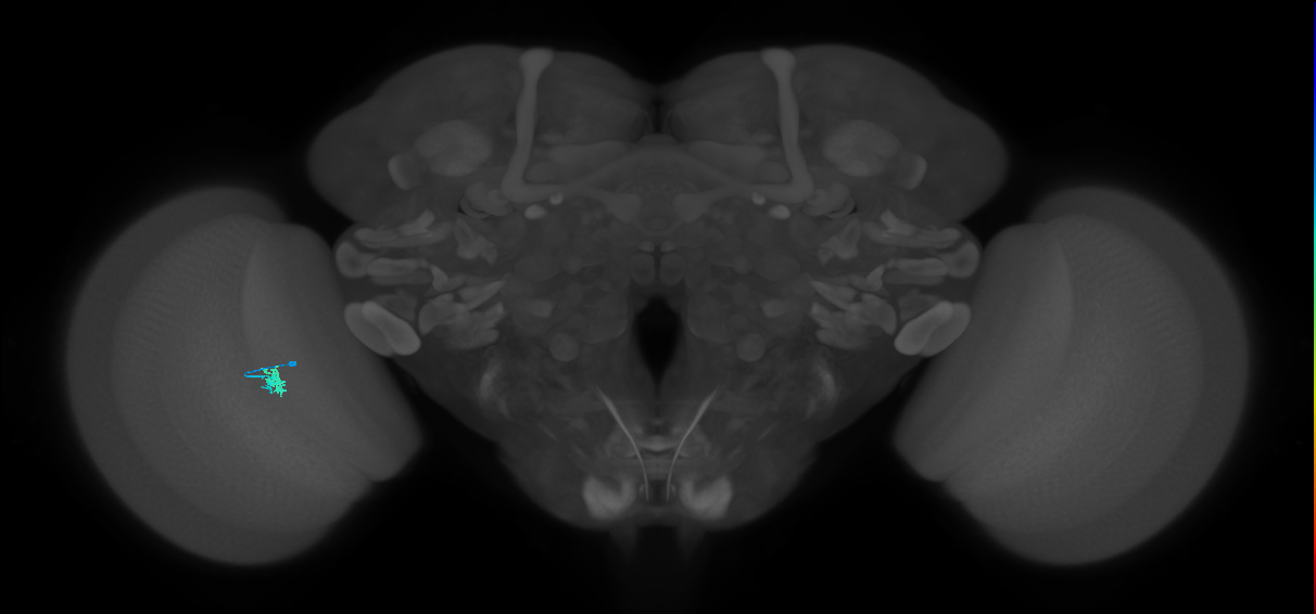 Dm2_L (MaleCNS:208146)
