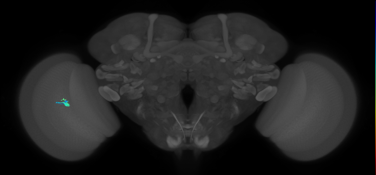 Dm2_L (MaleCNS:526826)