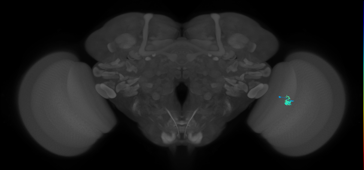 Dm2_R (MaleCNS:143392)