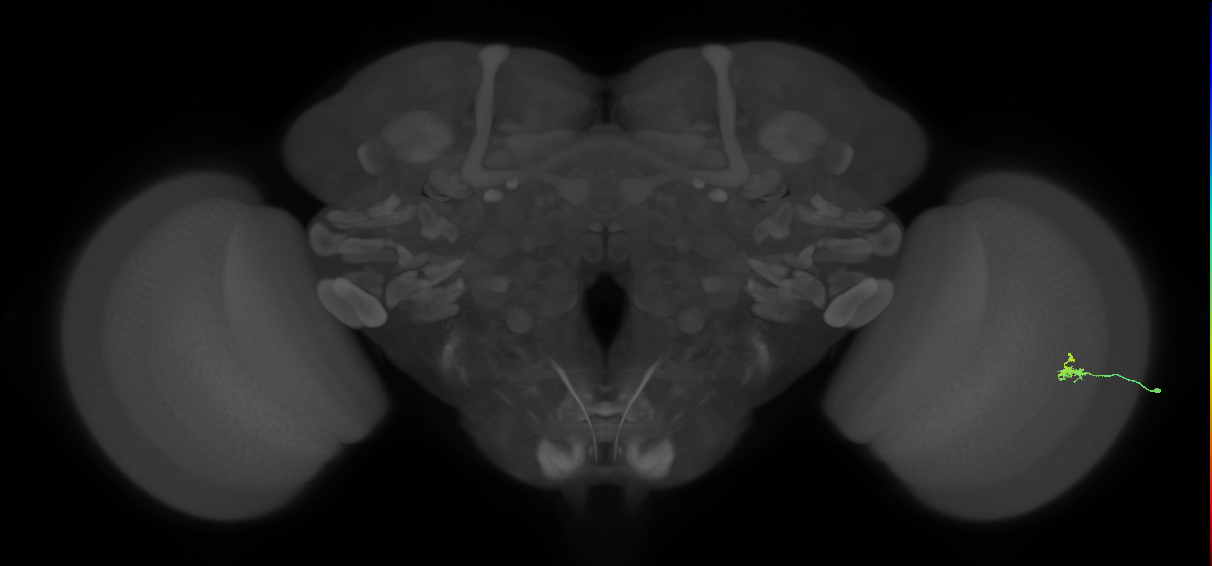 Dm2_R (MaleCNS:132239)