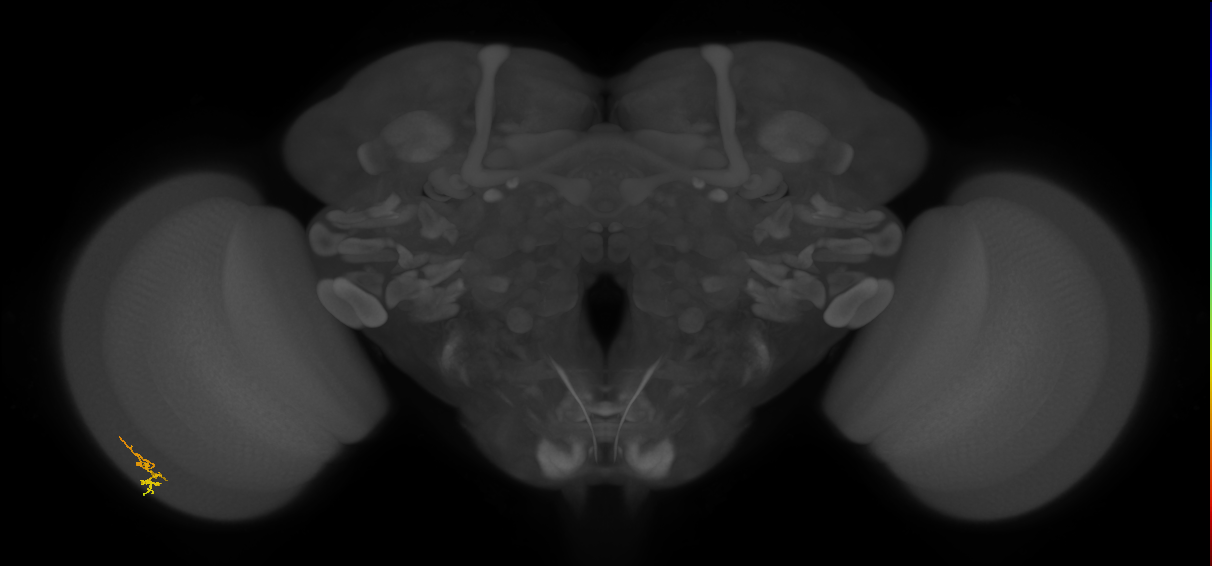 Dm2_L (MaleCNS:548757)