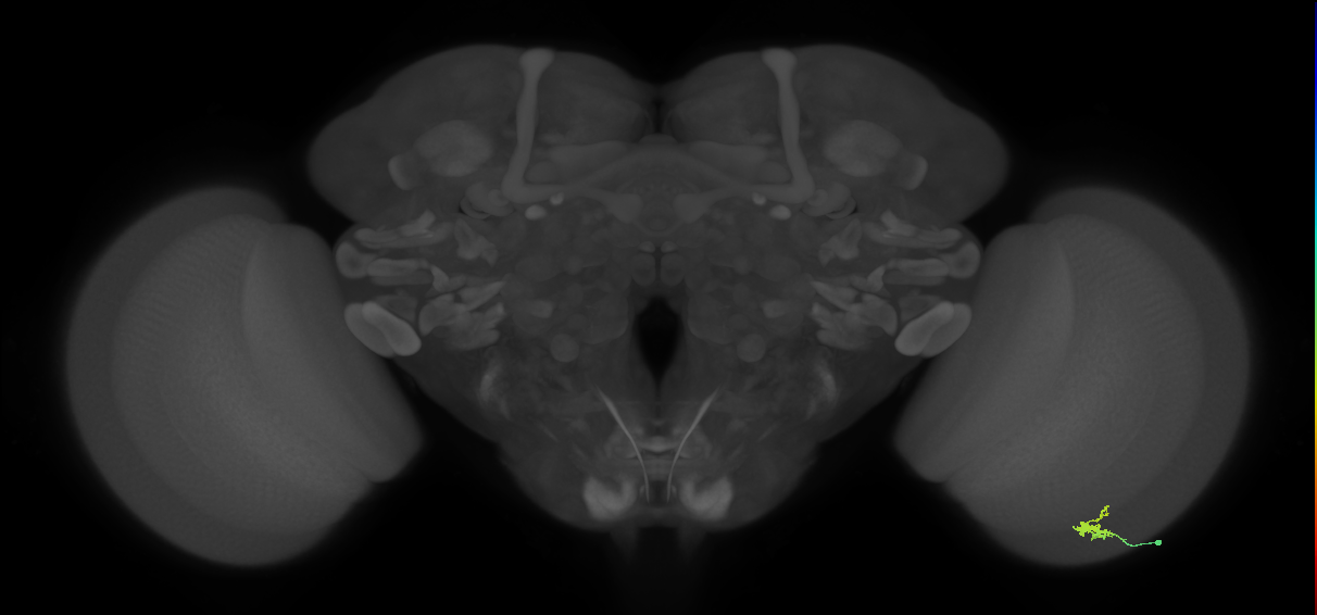 Dm2_R (MaleCNS:135764)
