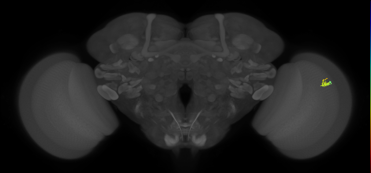 Dm2_R (MaleCNS:129477)