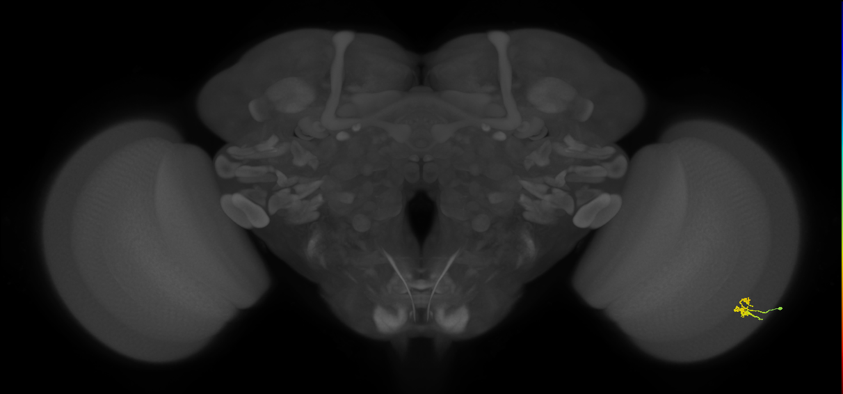 Dm2_R (MaleCNS:122951)