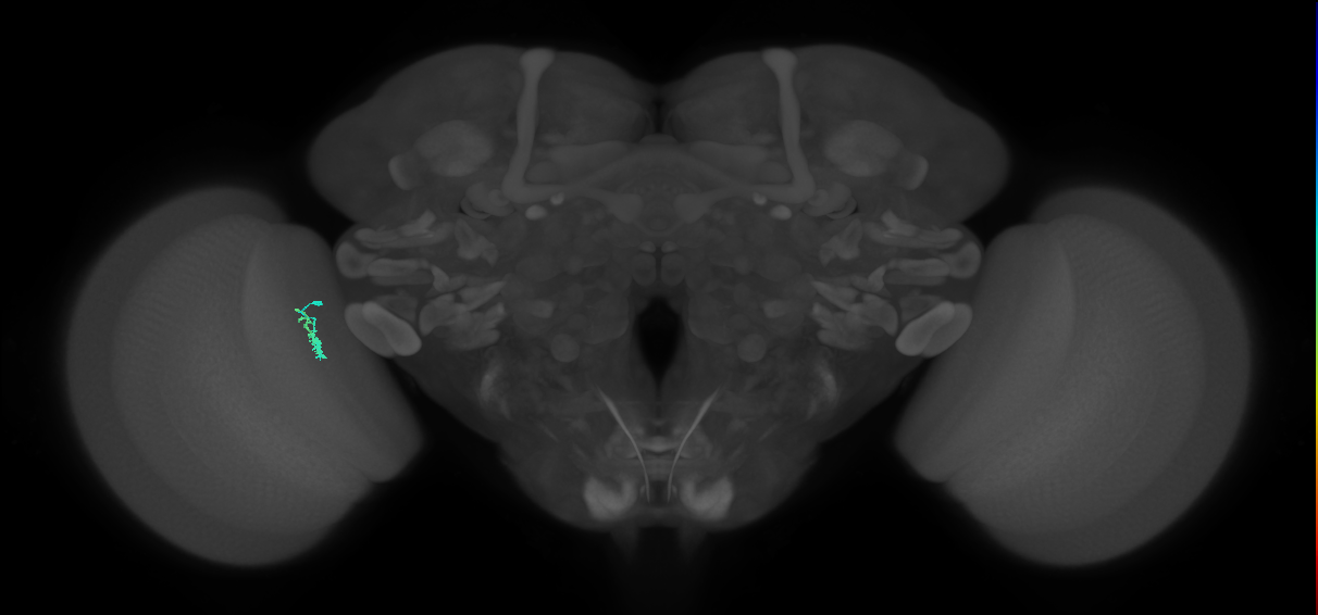 Dm2_L (MaleCNS:215576)