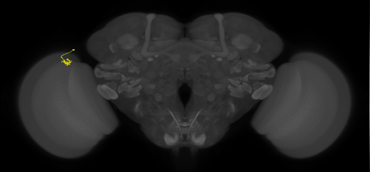 Dm2_L (MaleCNS:153562)