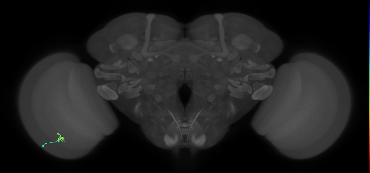 Dm2_L (MaleCNS:206018)