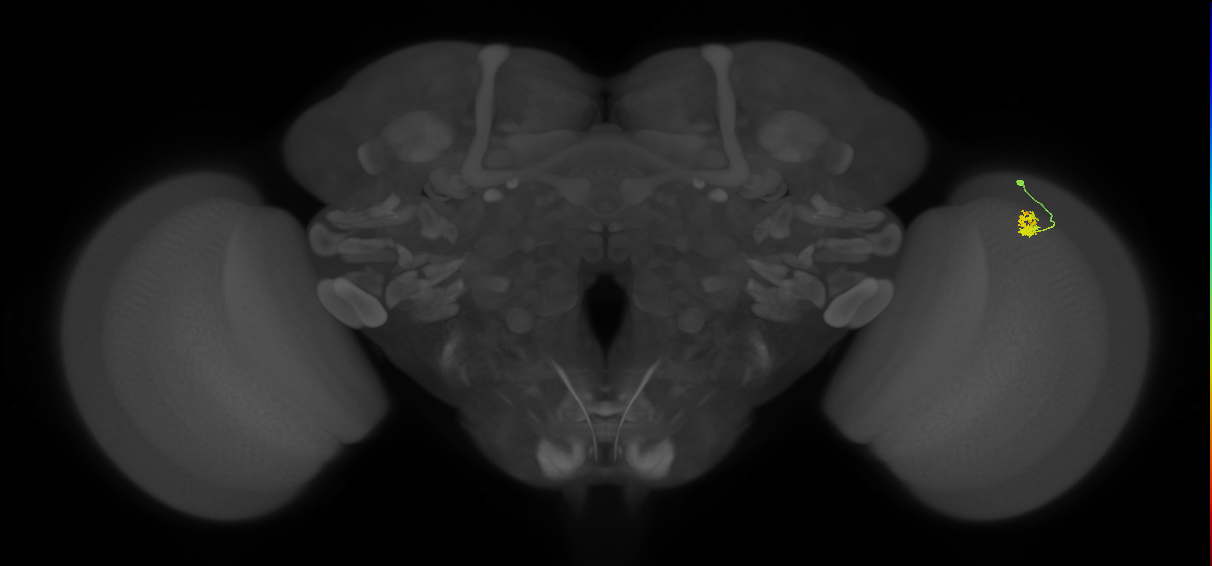 Dm2_R (MaleCNS:115936)