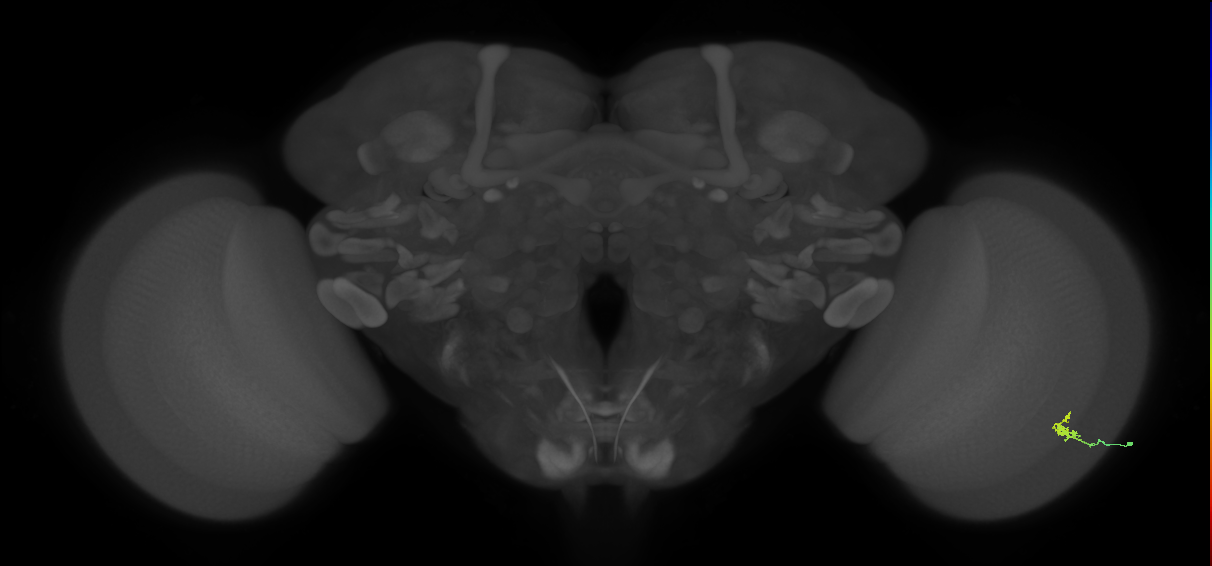 Dm2_R (MaleCNS:135027)
