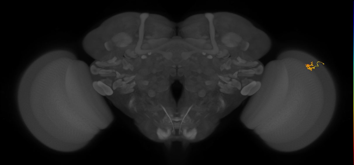 Dm2_R (MaleCNS:134530)