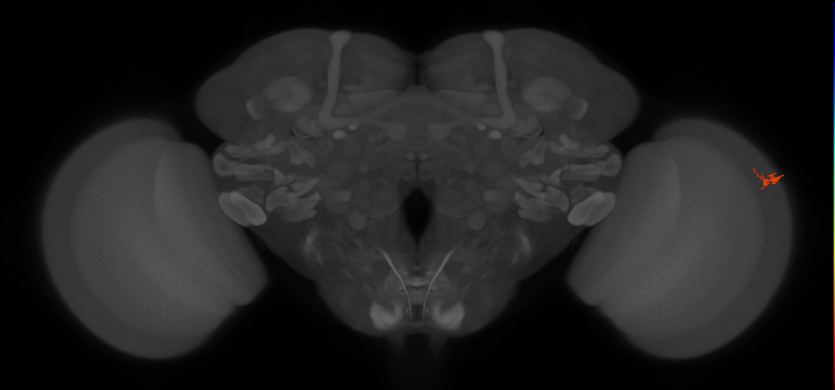 Dm2_R (MaleCNS:156469)