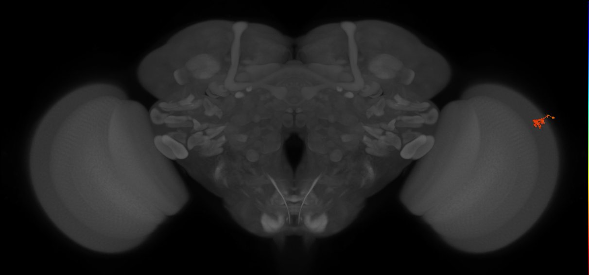 Dm2_R (MaleCNS:162338)