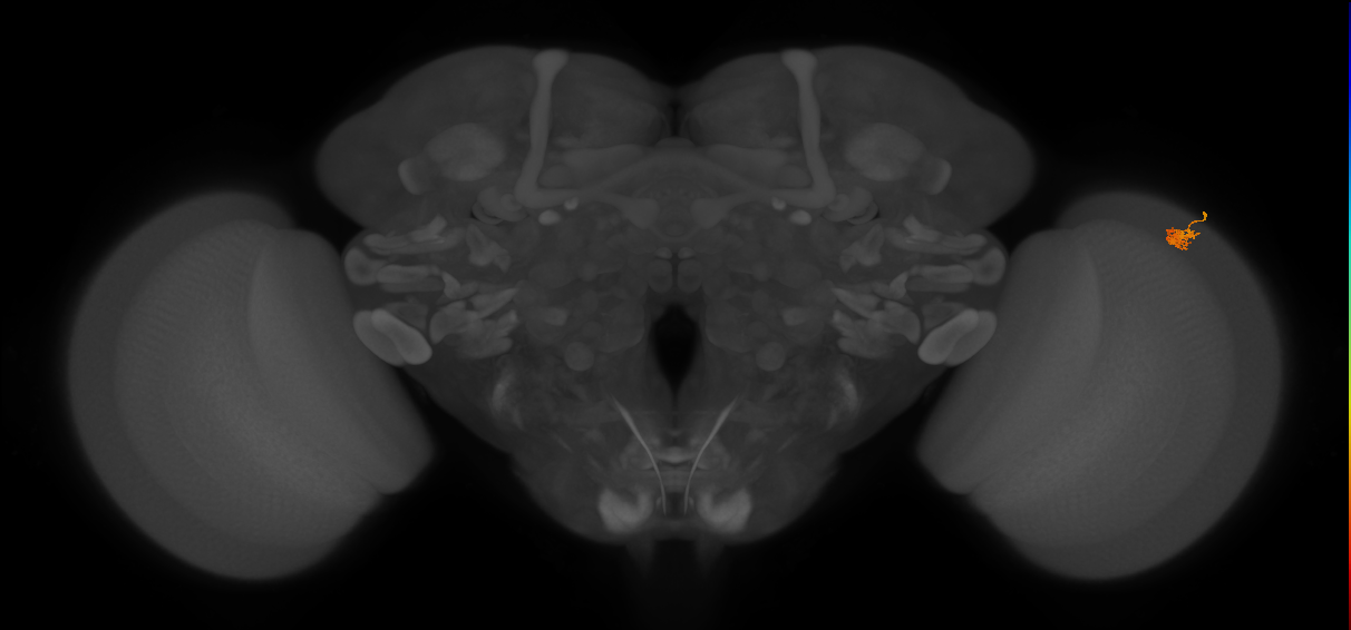 Dm2_R (MaleCNS:131389)