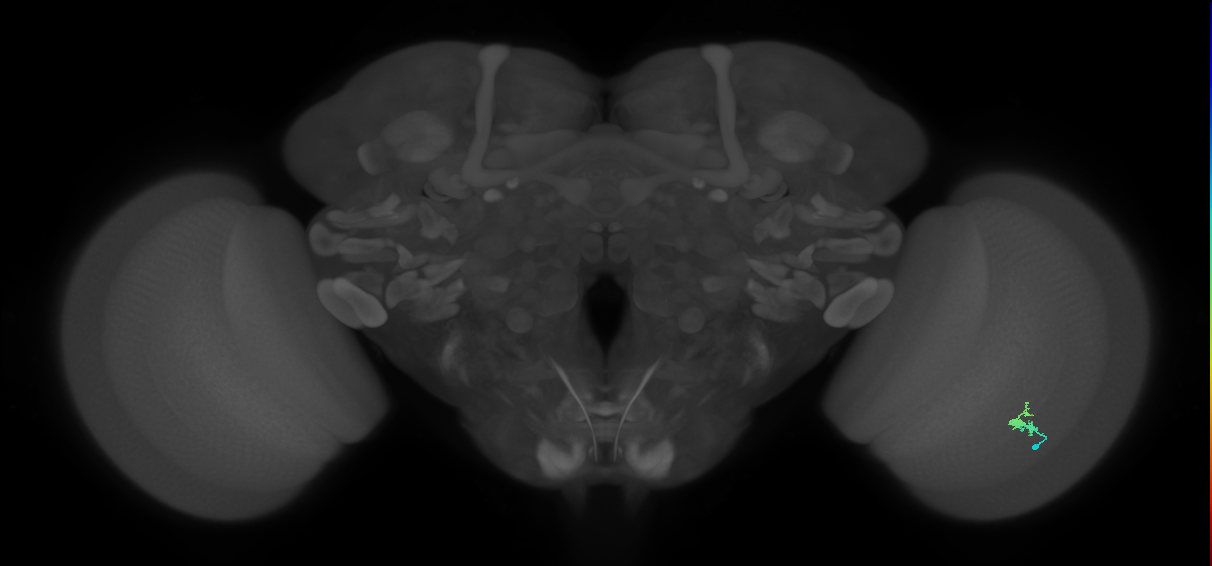 Dm2_R (MaleCNS:138916)