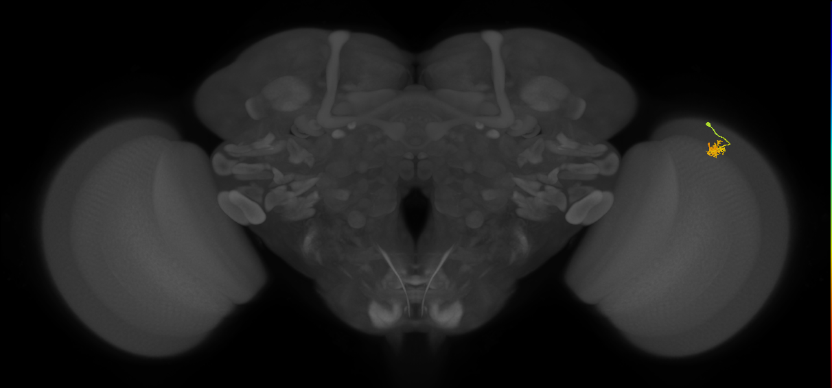 Dm2_R (MaleCNS:129310)