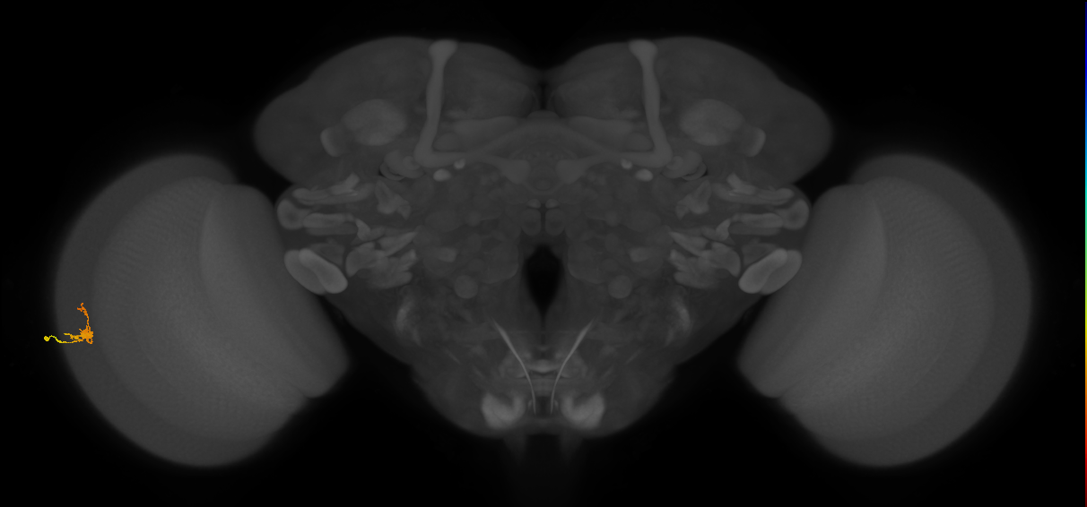 Dm2_L (MaleCNS:515612)