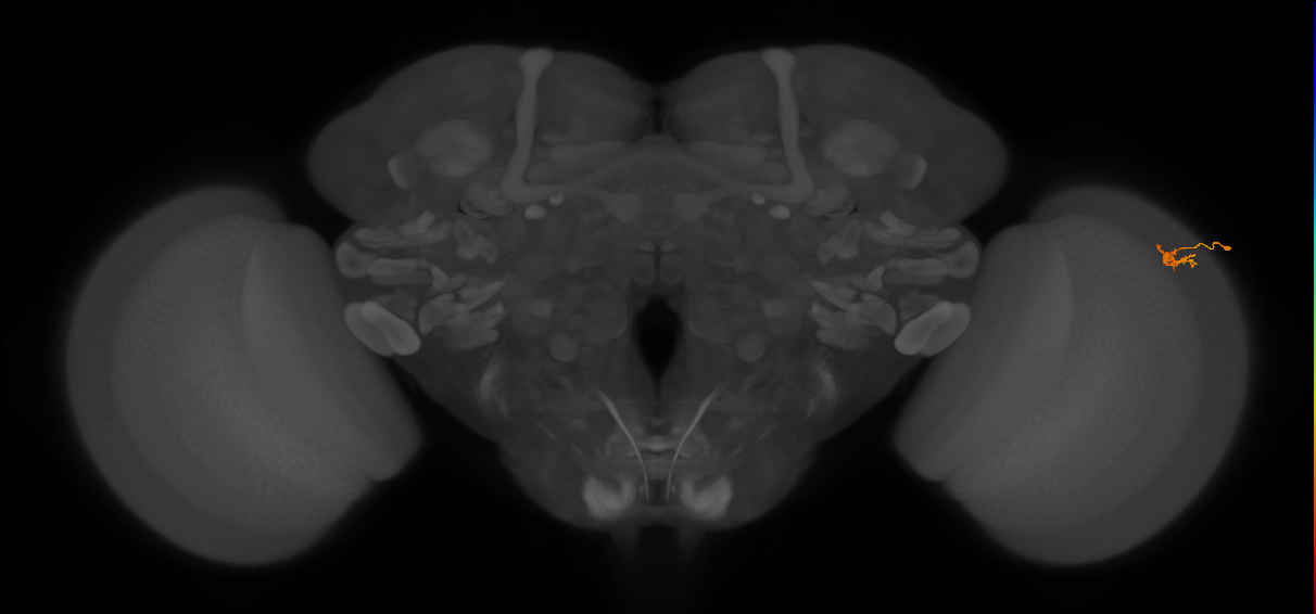 Dm2_R (MaleCNS:147538)