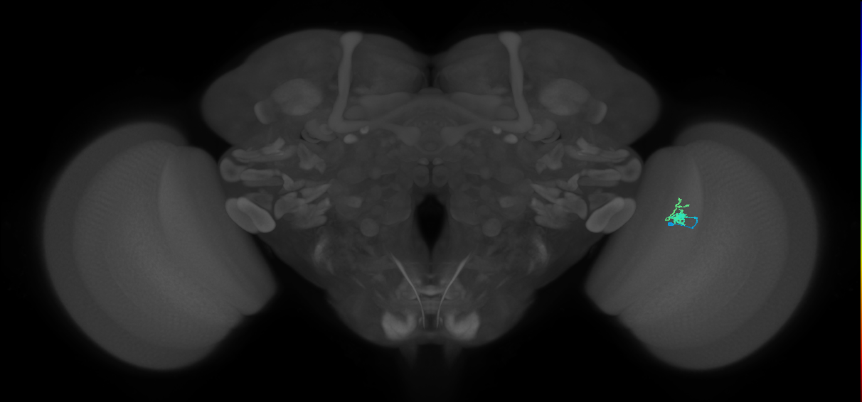 Dm2_R (MaleCNS:126271)