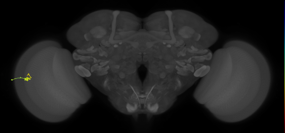 Dm2_L (MaleCNS:124481)