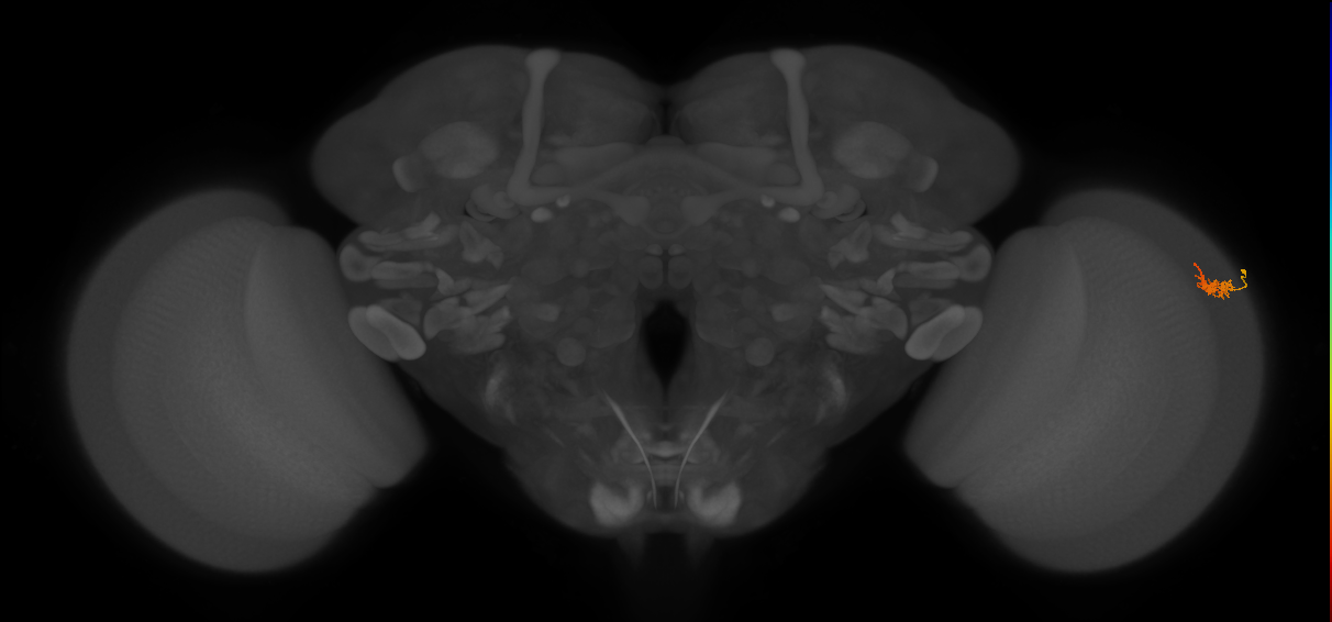 Dm2_R (MaleCNS:134694)