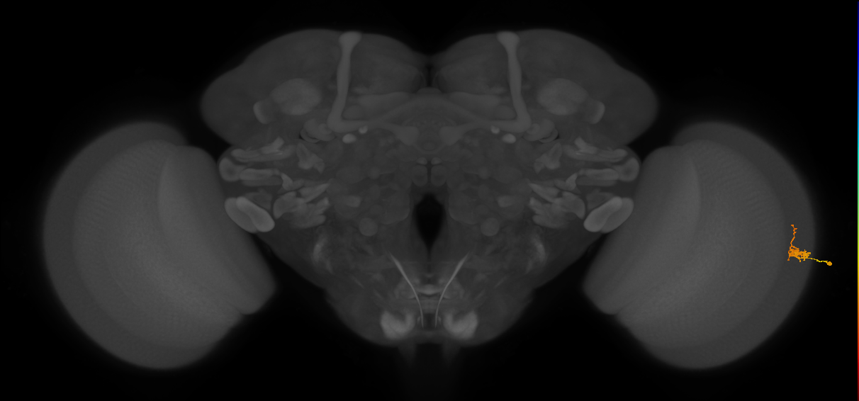 Dm2_R (MaleCNS:118784)
