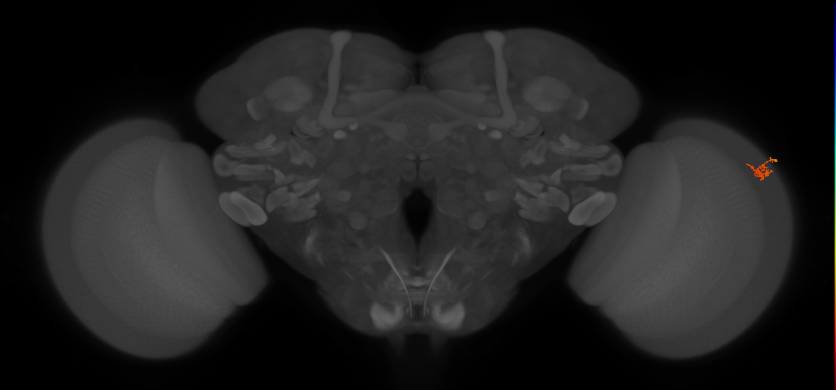 Dm2_R (MaleCNS:138765)