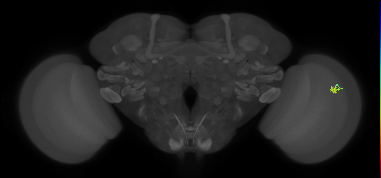Dm2_R (MaleCNS:144016)