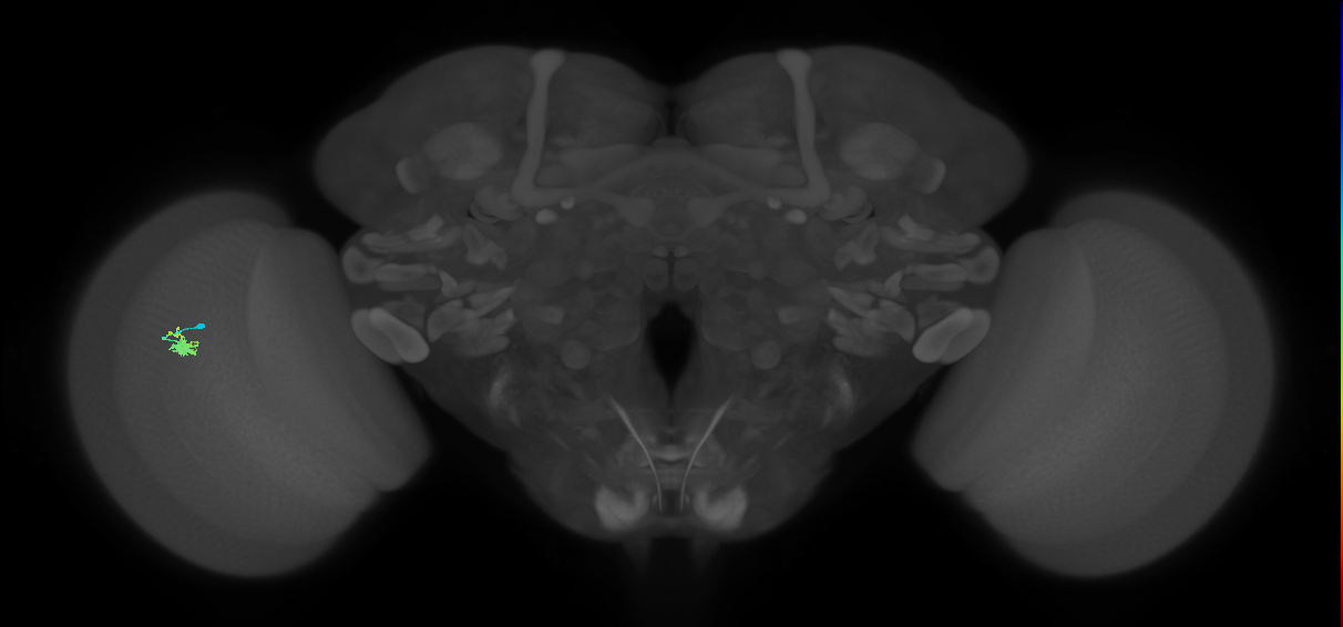 Dm2_L (MaleCNS:539712)