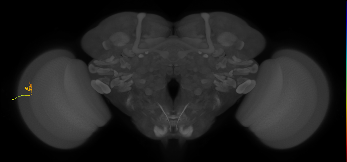 Dm2_L (MaleCNS:115288)