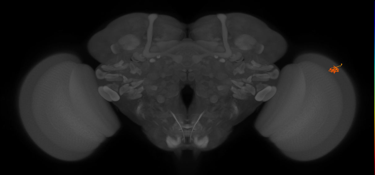 Dm2_R (MaleCNS:122143)