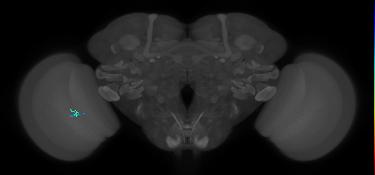 Dm2_L (MaleCNS:220807)