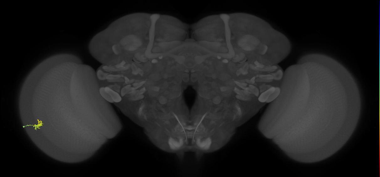 Dm2_L (MaleCNS:139622)