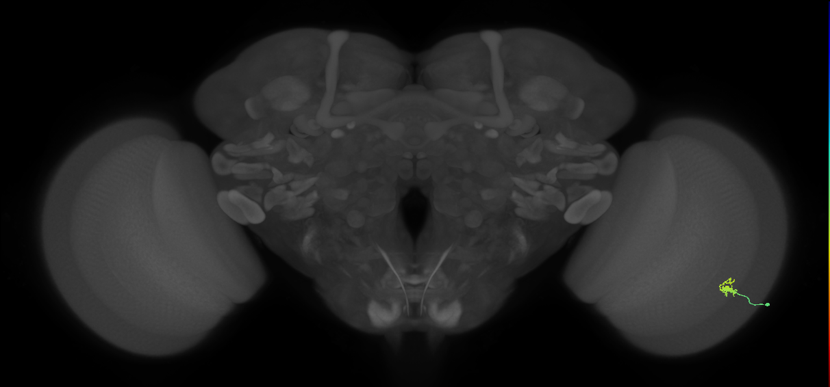 Dm2_R (MaleCNS:135872)