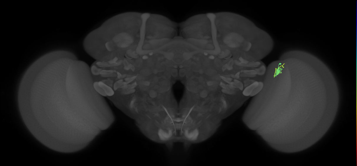 Dm2_R (MaleCNS:152561)