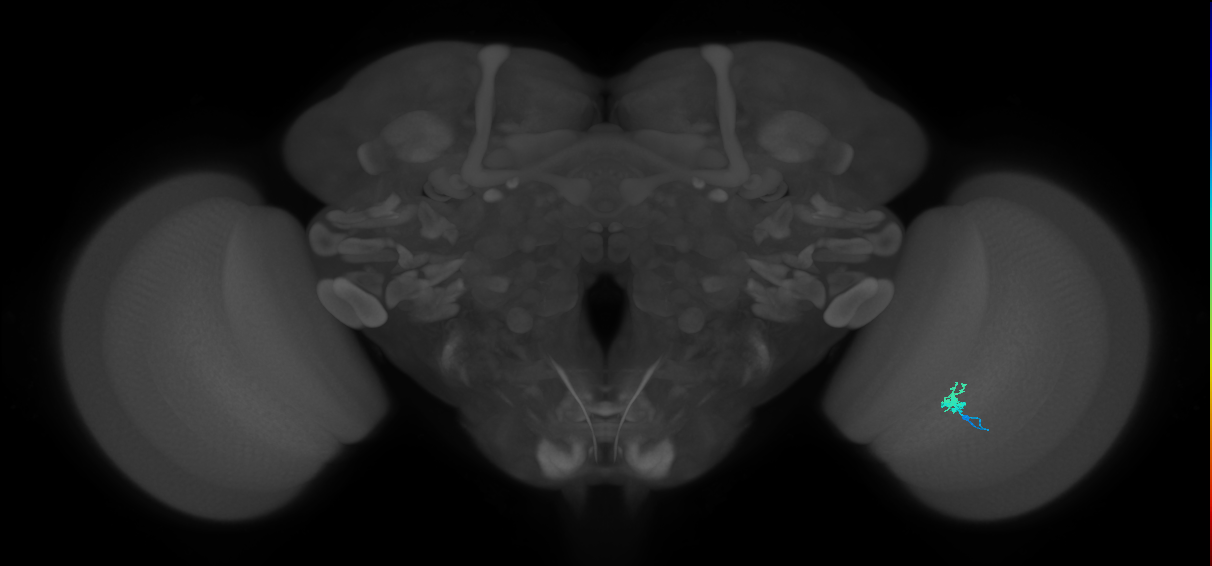 Dm2_R (MaleCNS:150896)