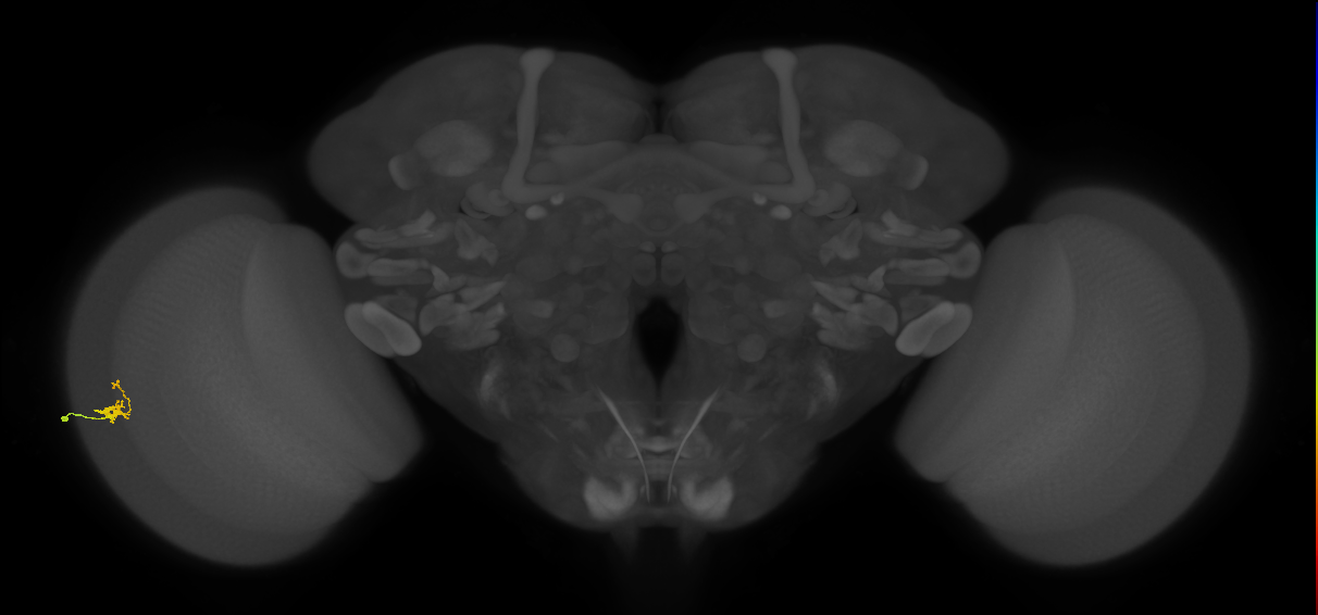 Dm2_L (MaleCNS:126861)