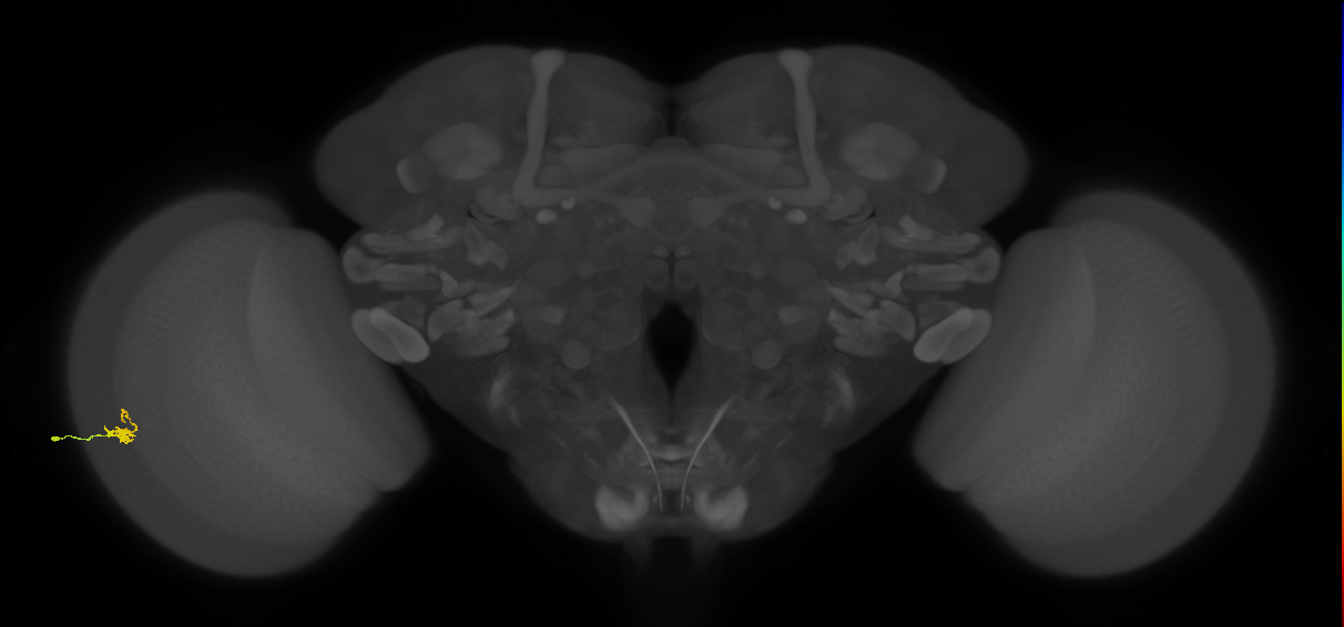 Dm2_L (MaleCNS:532708)