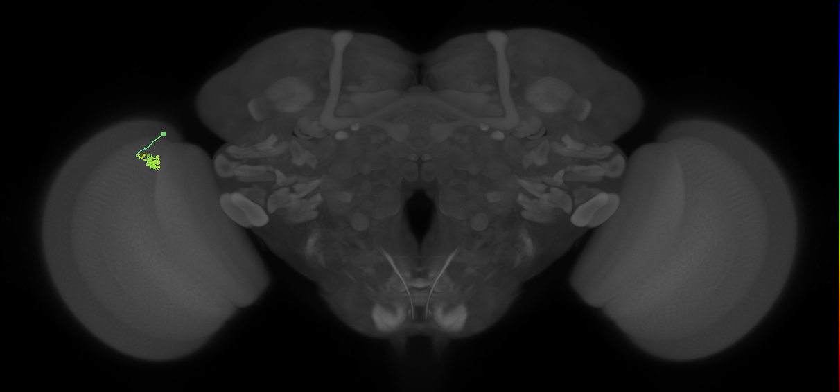Dm2_L (MaleCNS:148106)